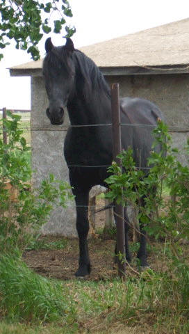 Tennessee Walking Horses - Fayebrook Farms raises, trains and sells ...